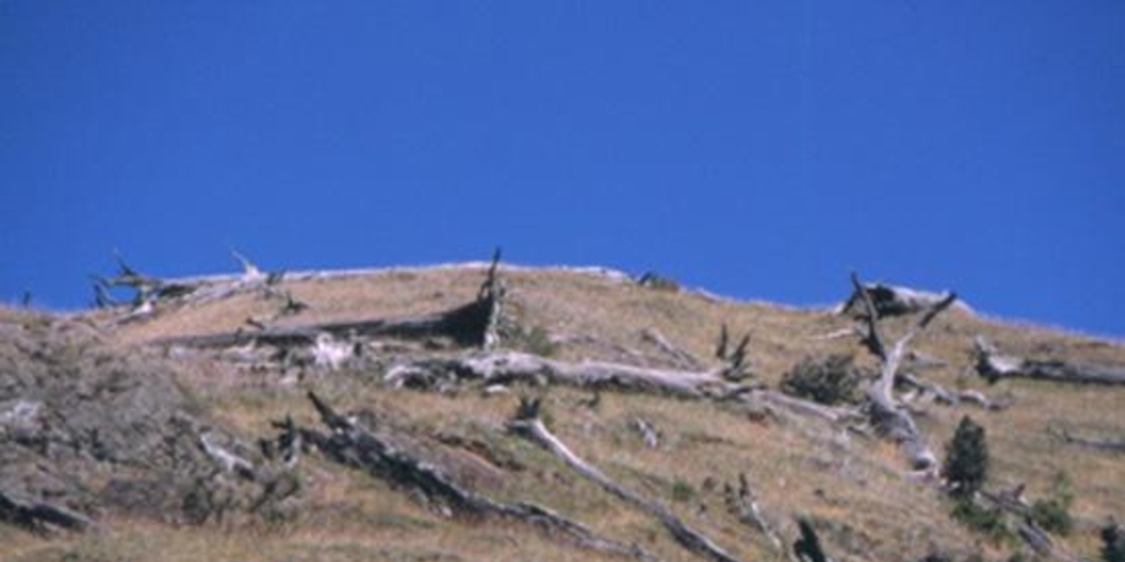 Bosque quemado en la costa noroeste del lago General Carrera, 2001