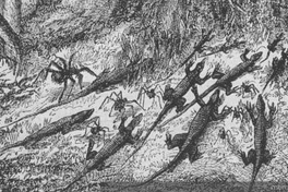 Una invasión de hormigas en la selva brasileña