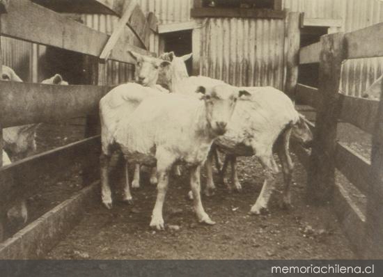 Establecimiento de esquila y gracería en Santa Sofía, 1906