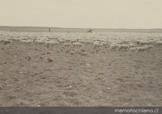 Un gran piño de ovejas en Santa Sofía, Tierra del Fuego, 1906