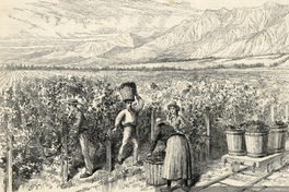 Cosecha de vid en Viña Macul, Santiago, hacia 1889