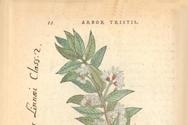 Arbor Tristis