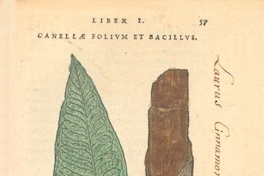 Canellae folium et bacillus