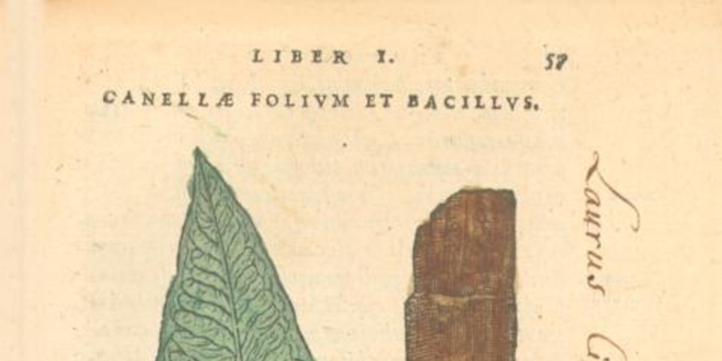 Canellae folium et bacillus