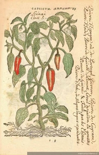 Capsicum annuum