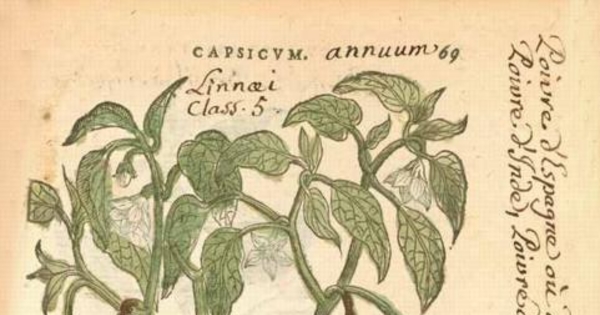 Capsicum annuum