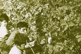 Recolectores de uva, hacia 1940