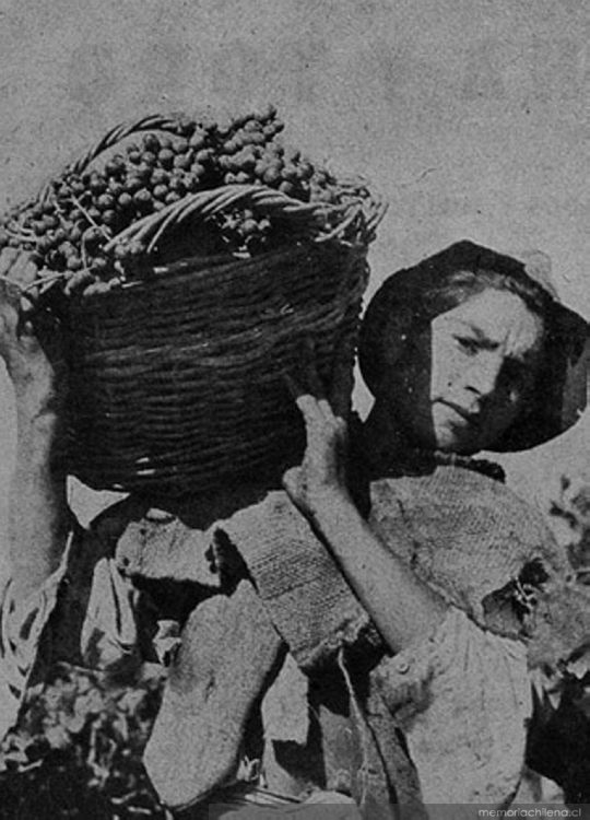 Niño recolector de uvas, hacia 1945