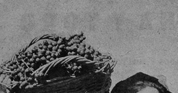 Niño recolector de uvas, hacia 1945