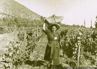 Recolectora de uvas, hacia 1950