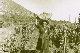 Recolectora de uvas, hacia 1950