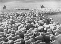 Arreo de ovejas en Tierra del Fuego, hacia 1950