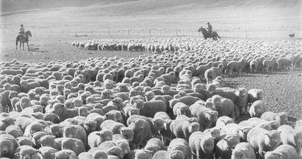 Arreo de ovejas en Tierra del Fuego, hacia 1950