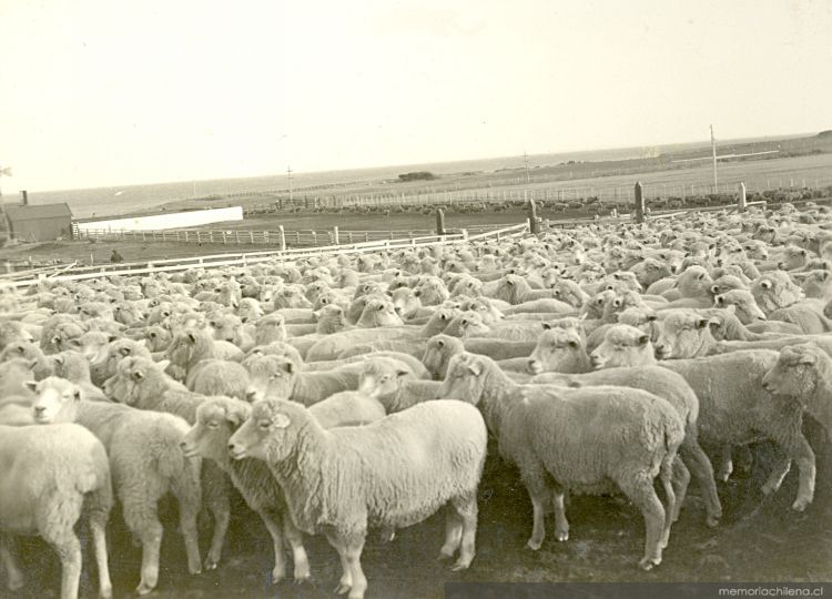 Ovejas esquiladas en la estancia San Gregorio, Magallanes, hacia 1928