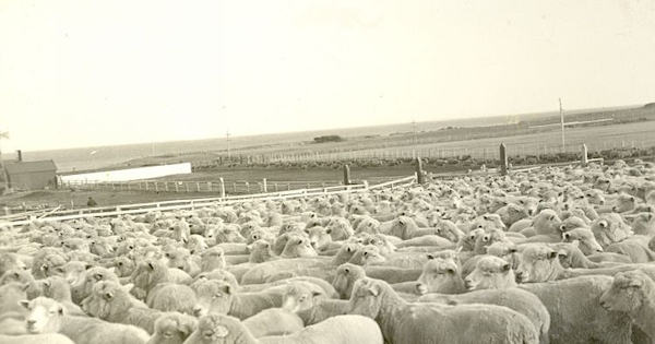 Ovejas esquiladas en la estancia San Gregorio, Magallanes, hacia 1928