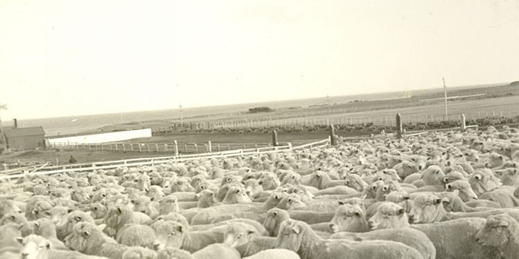 Ovejas esquiladas en la estancia San Gregorio, Magallanes, hacia 1928