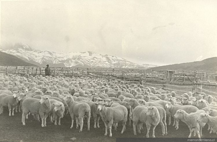 Ovejas ante el baño, estancia Laguna Azul, Magallanes, hacia 1950