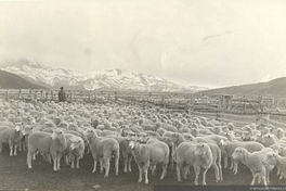 Ovejas ante el baño, estancia Laguna Azul, Magallanes, hacia 1950