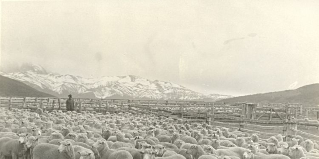 Ovejas ante el baño, estancia Laguna Azul, Magallanes, hacia 1950