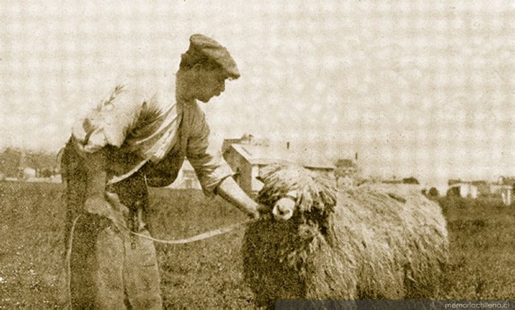 Pastor de la Estancia Tres Chorrillos, Magallanes, 1920