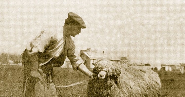 Pastor de la Estancia Tres Chorrillos, Magallanes, 1920