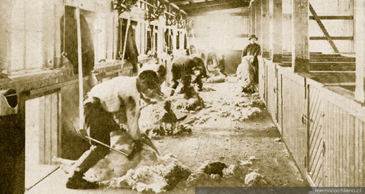 Esquila a máquina en la Estancia Entre Vientos, Magallanes, 1920