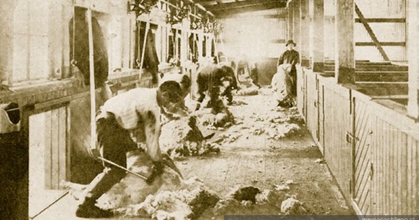 Esquila a máquina en la Estancia Entre Vientos, Magallanes, 1920