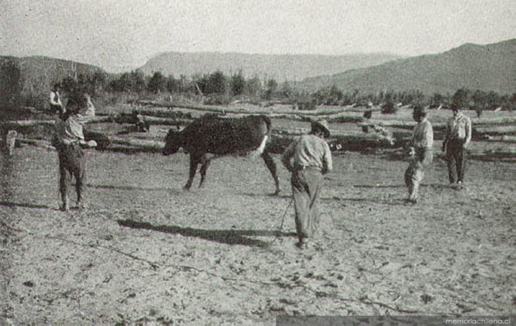 Campesinos enlazando una vaquilla, valle del río Tranquilo, Aysén, hacia 1935