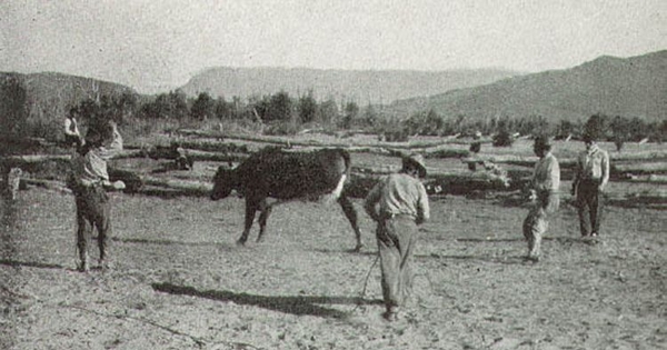 Campesinos enlazando una vaquilla, valle del río Tranquilo, Aysén, hacia 1935