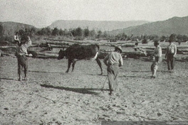 Campesinos enlazando una vaquilla, valle del río Tranquilo, Aysén, hacia 1935