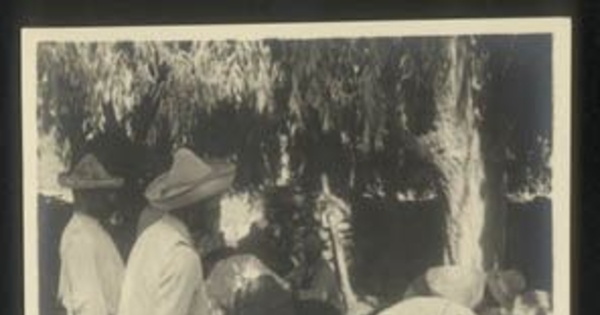 Ovejeros esquilan ovejas en Hacienda el Huique, ca. 1930