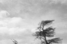 Árboles, hacia 1960