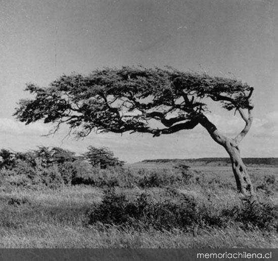 Plantaciones forestales, hacia 1960