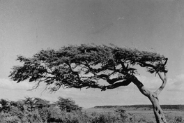 Plantaciones forestales, hacia 1960