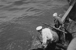 Pescadores en faenas de pesca, hacia 1960