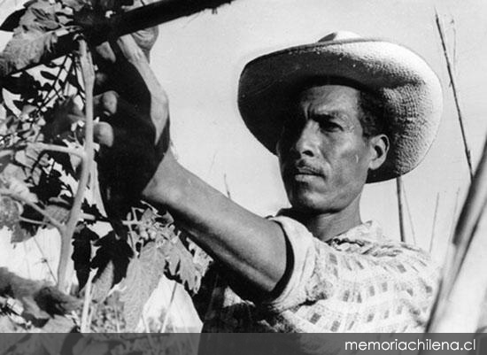 Agricultor y su cosecha, hacia 1960