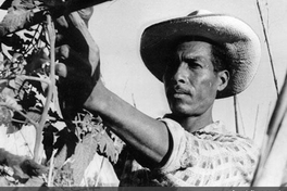 Agricultor y su cosecha, hacia 1960