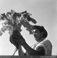 Agricultor mostrando el proceso manual de la cosecha de remolacha azucarera, Los Ángeles, hacia 1960