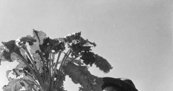 Agricultor mostrando el proceso manual de la cosecha de remolacha azucarera, Los Ángeles, hacia 1960