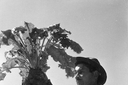 Agricultor mostrando el proceso manual de la cosecha de remolacha azucarera, Los Ángeles, hacia 1960