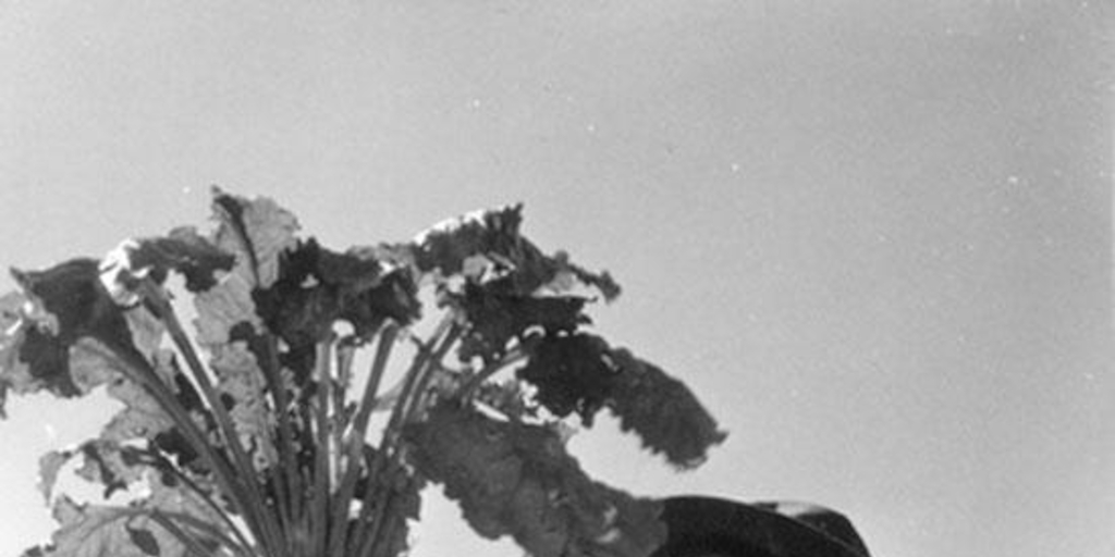 Agricultor mostrando el proceso manual de la cosecha de remolacha azucarera, Los Ángeles, hacia 1960