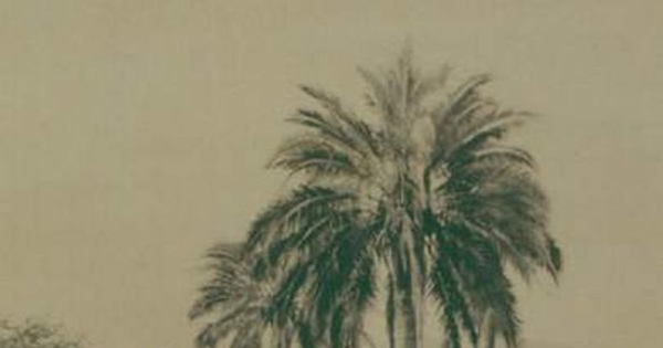 Palmeras, ca. 1906