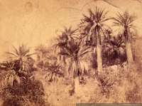 Paisaje con palmas, siglo XX