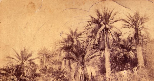 Paisaje con palmas, siglo XX