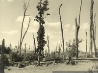 Paisaje sureño devastado por los efectos de roce, principios del siglo XX