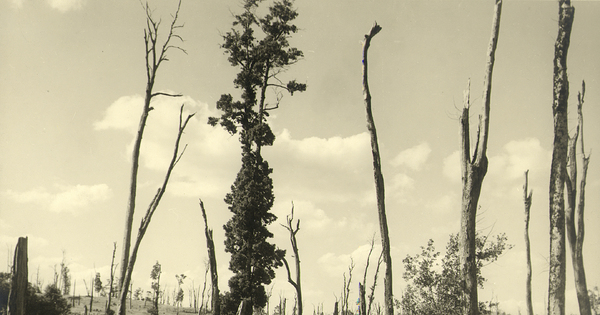 Paisaje sureño devastado por los efectos de roce, principios del siglo XX