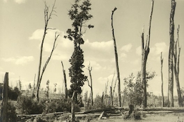 Paisaje sureño devastado por los efectos de roce, principios del siglo XX