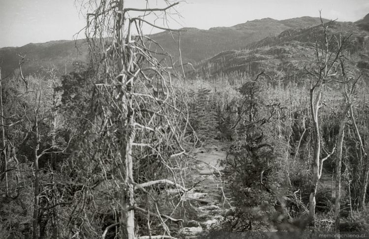 Bosque de cipreses quemados, principios del siglo XX