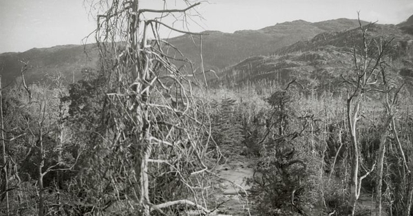 Bosque de cipreses quemados, principios del siglo XX