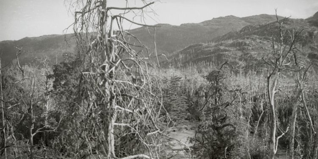 Bosque de cipreses quemados, principios del siglo XX